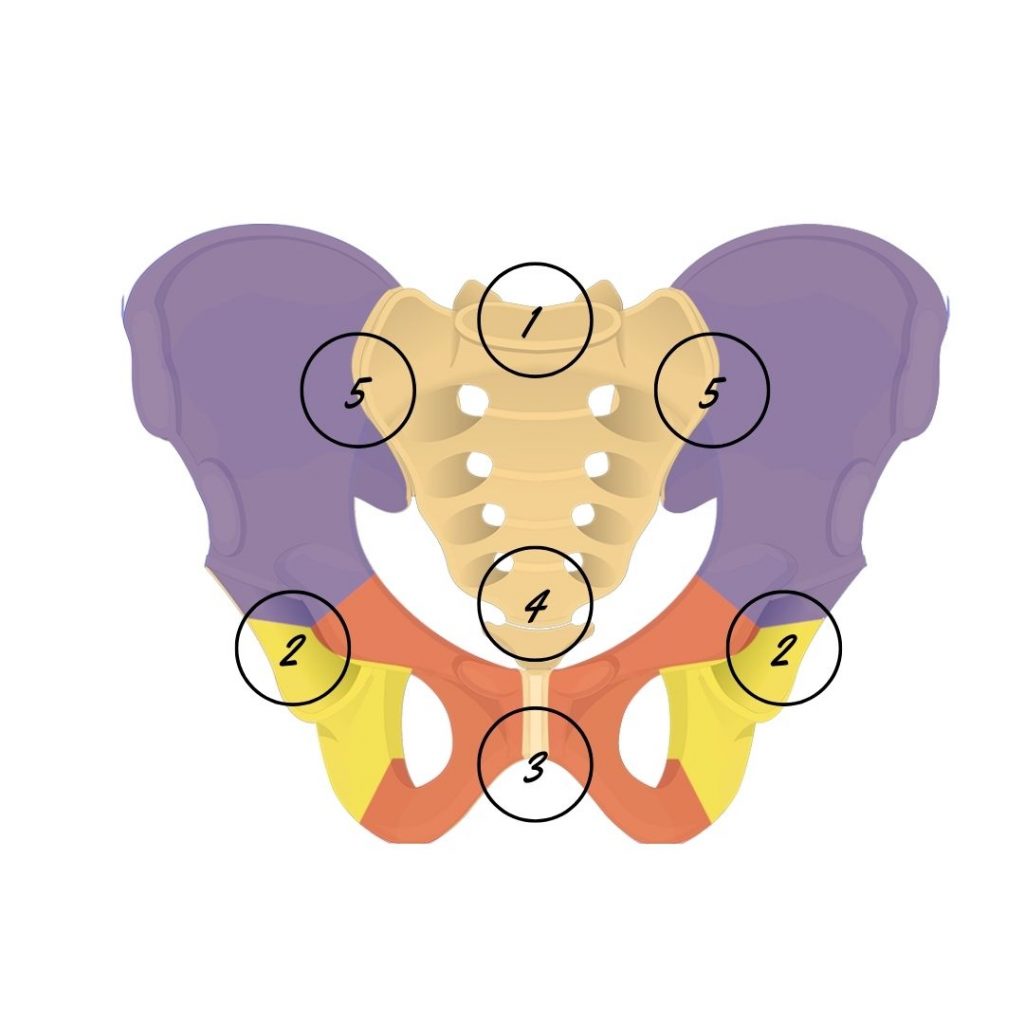 nombres de las uniones oseas de la pelvis