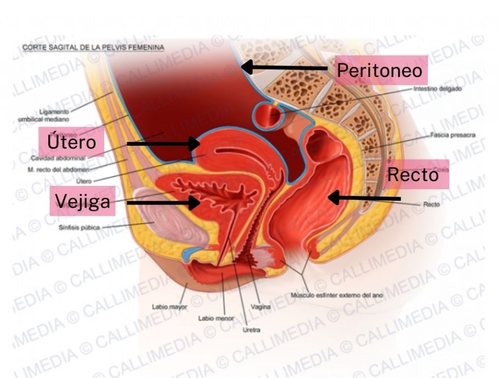 estructura de los órganos femeninos