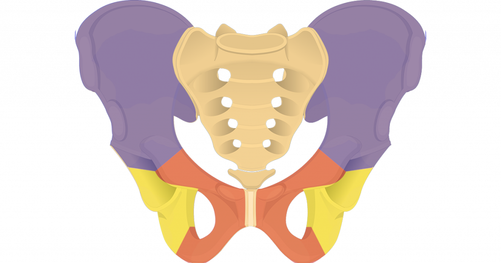 la pelvis femenina