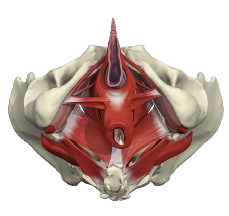 músculos de la pelvis de una mujer